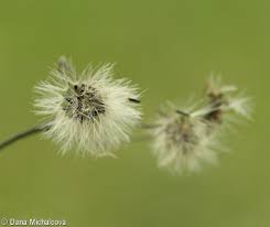 Attēlu rezultāti vaicājumam “Hieracium murorum bud”