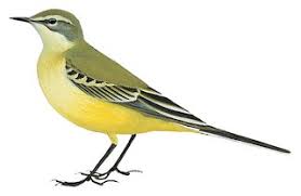 Attēlu rezultāti vaicājumam “Motacilla flava flava adult”