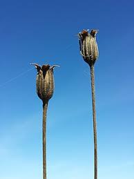 Image result for Kornrade