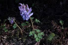 Attēlu rezultāti vaicājumam “Corydalis solida”