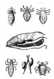 Attēlu rezultāti vaicājumam “Phthiraptera”