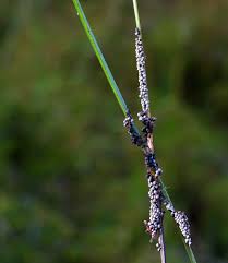 Attēlu rezultāti vaicājumam “Badhamia lilacina var. megaspora sessile”
