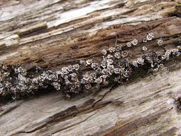 Attēlu rezultāti vaicājumam “Diderma ochraceum macro”