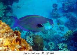 Image result for Chlorurus gibbus