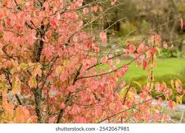 Attēlu rezultāti vaicājumam “Euonymus verrucosus”