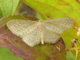 Attēlu rezultāti vaicājumam “Idaea sylvestraria”