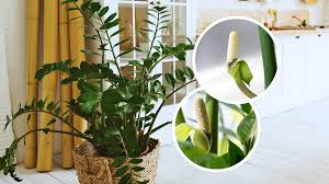 Image result for zamiokulkas