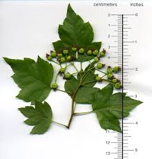 Attēlu rezultāti vaicājumam “Crataegus x macrocarpa leaf”
