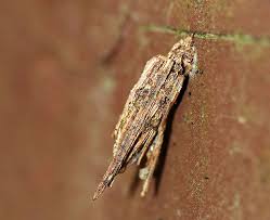 Attēlu rezultāti vaicājumam “Psyche casta larva”