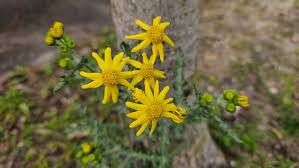 Attēlu rezultāti vaicājumam “Senecio vernalis”