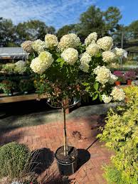 Attēlu rezultāti vaicājumam “Hydrangea”