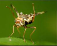 Attēlu rezultāti vaicājumam “Tephritidae”