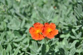 Attēlu rezultāti vaicājumam “Helianthemum nummularium flower”