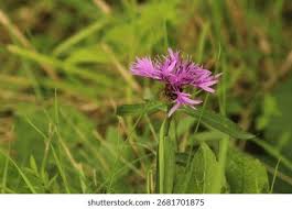 Attēlu rezultāti vaicājumam “Centaurea scabiosa bud”