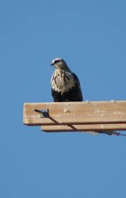 Attēlu rezultāti vaicājumam “Buteo lagopus adult”