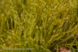 Attēlu rezultāti vaicājumam “Straminergon stramineum”