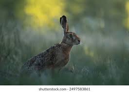 Attēlu rezultāti vaicājumam “Lepus sp.”