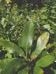 Attēlu rezultāti vaicājumam “Bayeriola thymicola”