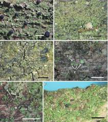 Attēlu rezultāti vaicājumam “Micarea sp.”