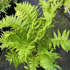 Attēlu rezultāti vaicājumam “Matteuccia struthiopteris”