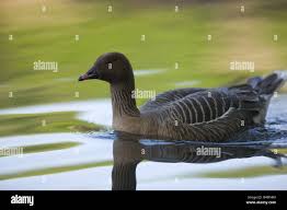 Attēlu rezultāti vaicājumam “Anser brachyrhynchus adult”