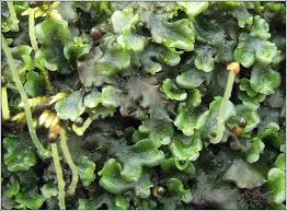 Attēlu rezultāti vaicājumam “Pellia epiphylla sporophyte”