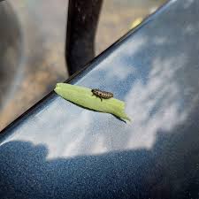 Attēlu rezultāti vaicājumam “Chrysomela vigintipunctata”