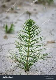 Attēlu rezultāti vaicājumam “Equisetum telmateia”