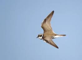Attēlu rezultāti vaicājumam “Charadrius dubius adult”