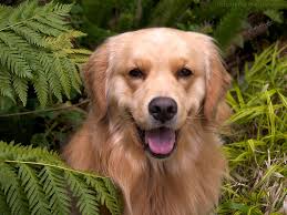 Attēlu rezultāti vaicājumam “Canis lupus familiaris”