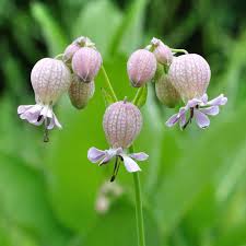 Image result for Silene vulgaris