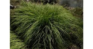 Attēlu rezultāti vaicājumam “Carex montana”