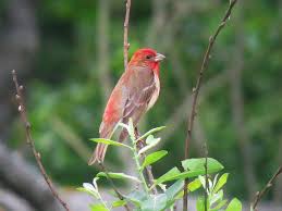 Attēlu rezultāti vaicājumam “Carpodacus erythrinus”