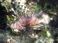 Image result for Pterois miles