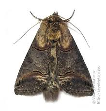 Attēlu rezultāti vaicājumam “Abrostola triplasia”