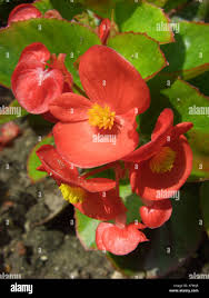 Image result for Begonia cucullata var. Hookeri