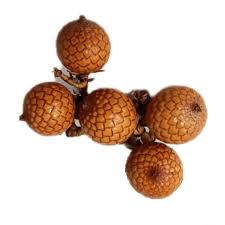 Attēlu rezultāti vaicājumam “Acorus calamus fruit”