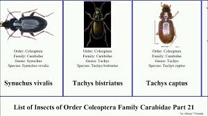 Attēlu rezultāti vaicājumam “Tachyta nana”