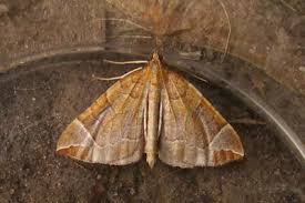 Attēlu rezultāti vaicājumam “Eulithis testata”