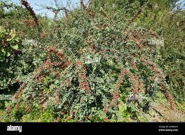 Attēlu rezultāti vaicājumam “Cotoneaster multiflorus fruit”