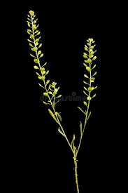 Attēlu rezultāti vaicājumam “Lepidium densiflorum leaf”