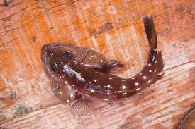 Image result for Hyporthodus niveatus