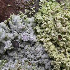 Attēlu rezultāti vaicājumam “Physcia aipolia”