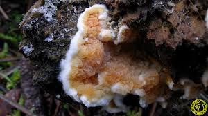 Attēlu rezultāti vaicājumam “Leucogyrophana mollusca”