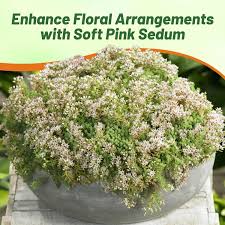 Attēlu rezultāti vaicājumam “Sedum hispanicum fruit”