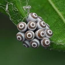 Attēlu rezultāti vaicājumam “Pentatomidae eggs”