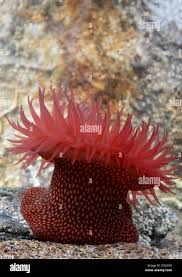 ผลการค้นหารูปภาพสำหรับ strawberry anemone