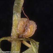 Attēlu rezultāti vaicājumam “Callitriche cophocarpa leaf”