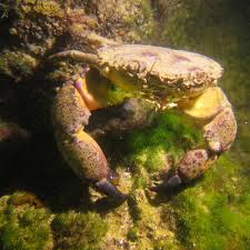 Image result for Eriphia verrucosa