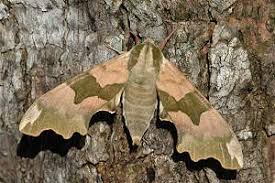 Attēlu rezultāti vaicājumam “Endromidae”